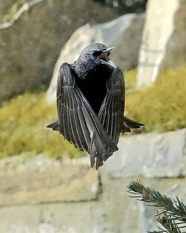 starling